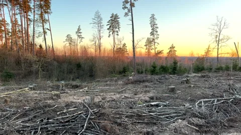 Forest clearing. Illegal deforestation, logging. Stock-Footage 269898197