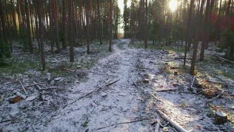 Forest clearing from a logging pass in a winter wooded area. 스톡 동영상 169080696