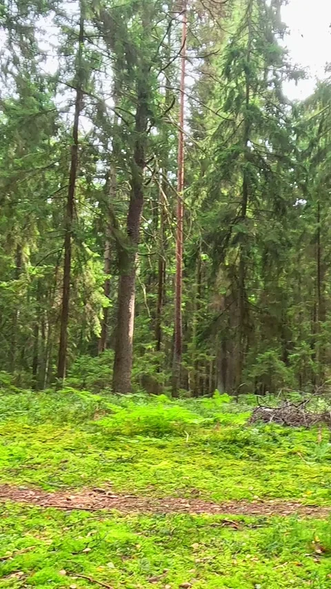 Forest clearing with moss and straight tree trunks Stock Footage 317980042