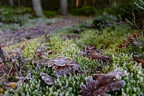 Forest clearing with moss, fallen leaves, lightly covered in hoarfrost Stock Photos