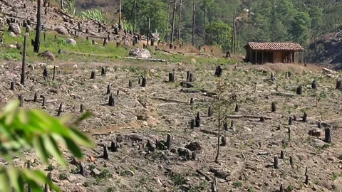 Forest clearing in order to have space for agriculture, leaving only pine trunks Stock Footage 140761262