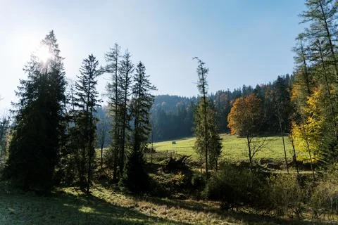 Forest Clearing with Pasture Foto stock