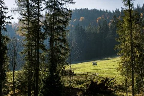 Forest Clearing with Pasture Stock Photos
