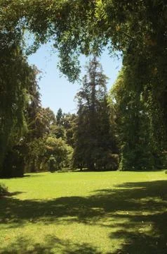 Forest clearing Фото