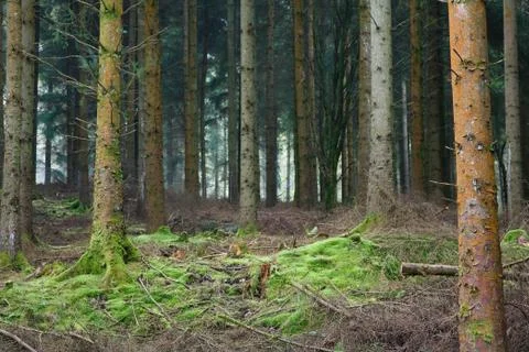 Forest clearing Stock Photos