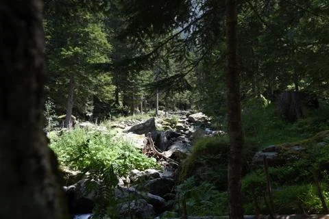 Forest clearing Stock Photos