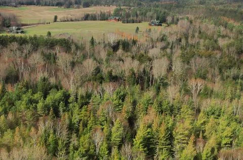 Forest with clearing Stock Photos