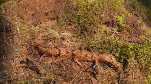 Forest clearing with the roots of a large pine tree Stock-Fotos