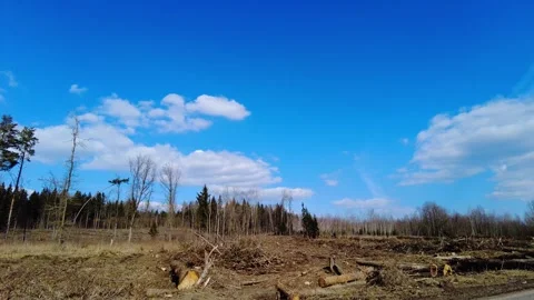 Forest clearing shows fallen trees under blue sky and white clouds in rural area 스톡 동영상 333442920