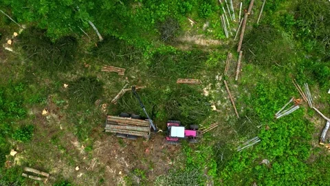 Forest clearing with stacked logs and a purple generator 스톡 동영상 331222324