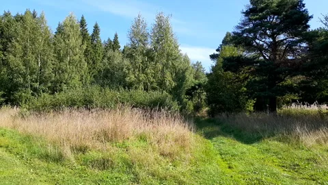 Forest clearing on a summer day Stock Footage 251856581