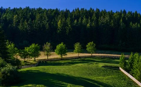 Forest clearing in the summer Stock Photos