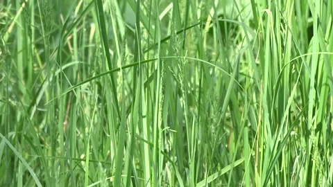 A forest clearing in the sunlight 스톡 동영상 277406336