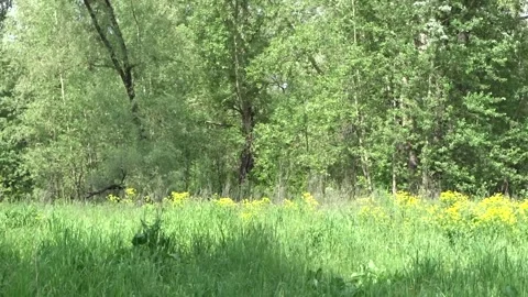 A forest clearing in the sunlight Stock Footage 277406337