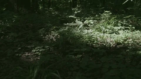 Forest clearing with sunlit patch and wild plants. Cinematic nature movement Stock Footage 311918657