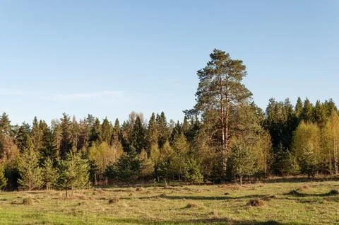 Forest clearing, sunny evening Stock Photos