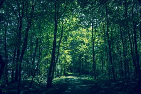 Forest clearing with sunshine Stock Photos