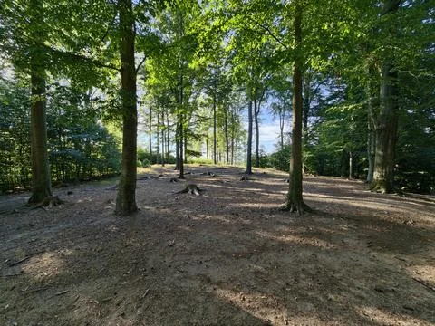 Forest clearing with tall trees, sun-dappled forest floor, tranquil woodlan.. Stock Photos