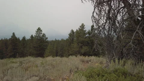 Forest Clearing UHD Stock Footage 178677285