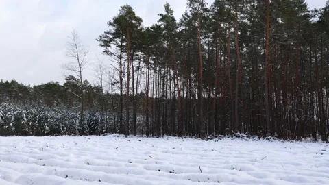 The forest clearing was created as a result of felling the forest. Stock Footage 232923469