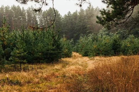 Forest clearing with young pine trees and dry grass. Stockfoto's