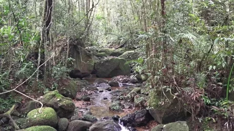 Forest Clearwater River Stock Footage 204123697