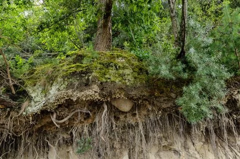 Forest cliff with exposed tree roots and moss showing natural erosion in wild Stock Photos