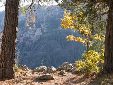 Forest Cliff Overlook Framed by Pine Trees Stock Photos