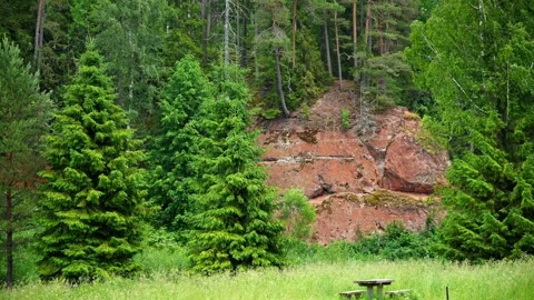 Forest Cliff with Spruce Trees Stock Footage 340877860