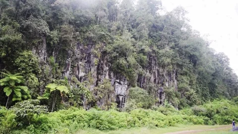 Forest cliff vegetation Stock Footage 149825996