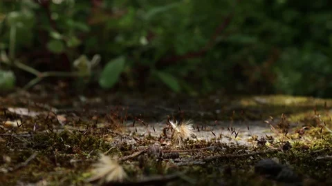 Forest Close Up Stock Footage 90895618