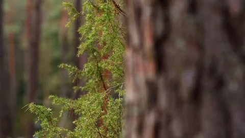 Forest close up to juniper and pine. Focus from juniper to pine Stock Footage 88496717