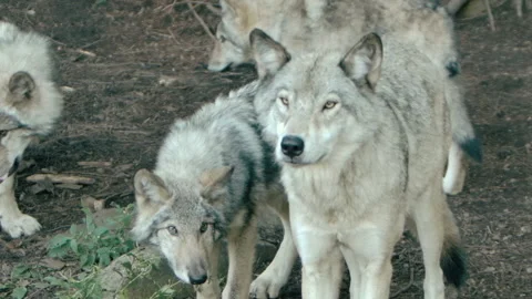 Forest close up of wolf pack leader Stock Footage 168328720