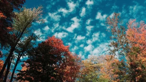 Forest cloud  timelapse Stock Footage 82787608