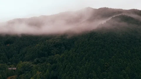 Forest In The Clouds Stock Footage 95752794