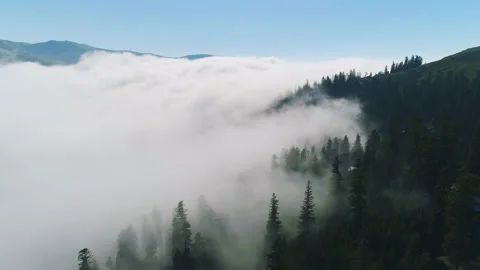 Forest in the clouds Stock Footage 157355825