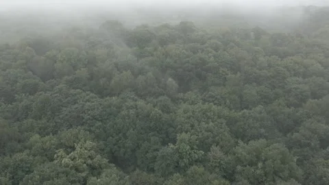 Forest in the clouds Stock Footage 215488635