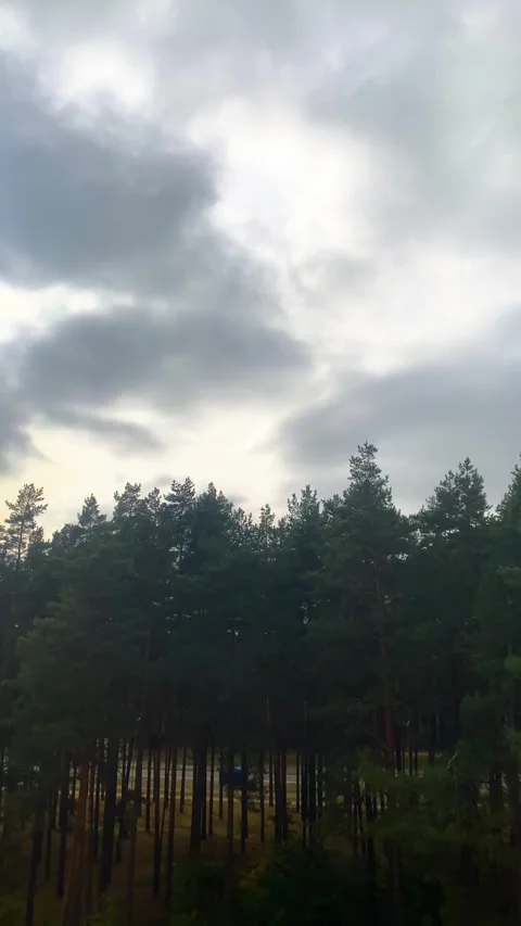 Forest. Clouds in the sky. Vertical video Stock Footage 287936622