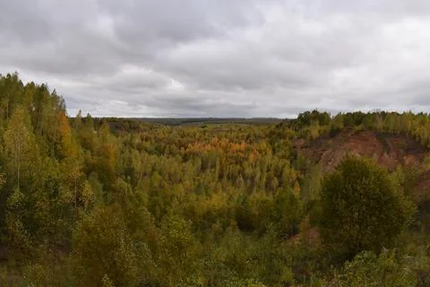 Forest on a cloudy day in autumn Foto stock