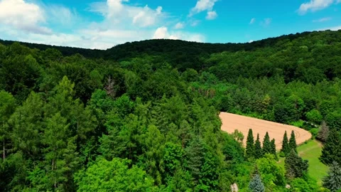 Forest with cloudy sky and cornfield Stock Footage 313234729