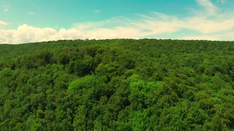 Forest with cloudy sky Stock Footage 313234546