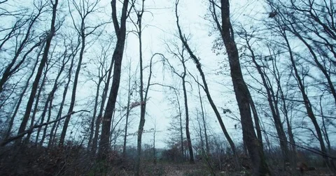 Forest cloudy steadyshot Stock Footage 83543608