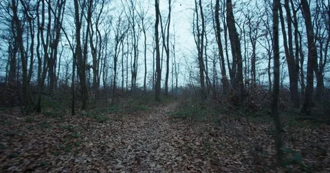 Forest cloudy steadyshot 스톡 동영상 83543702