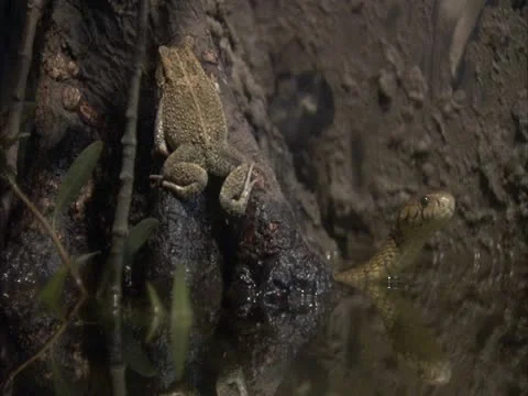 Forest cobra looking at frog. Stock Footage 13181166