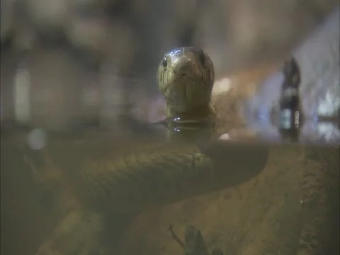 Forest Cobra sticking head out of water Stock Footage 13372648