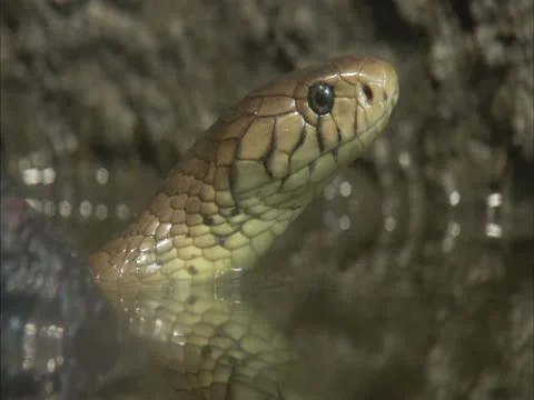Forest cobra sticking it head of of the water Stock Footage 12890365