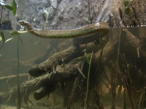 Forest Cobra swimming in the river Stock Footage 13173030