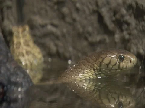 Forest cobra IN WATER Stock Footage 12763233