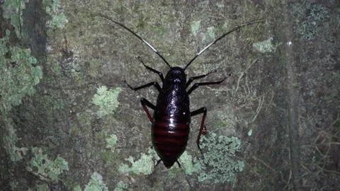 Forest cockroach, Malaysia Video stock 135717178