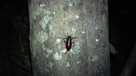 Forest cockroach, Malaysia Video stock 135717235